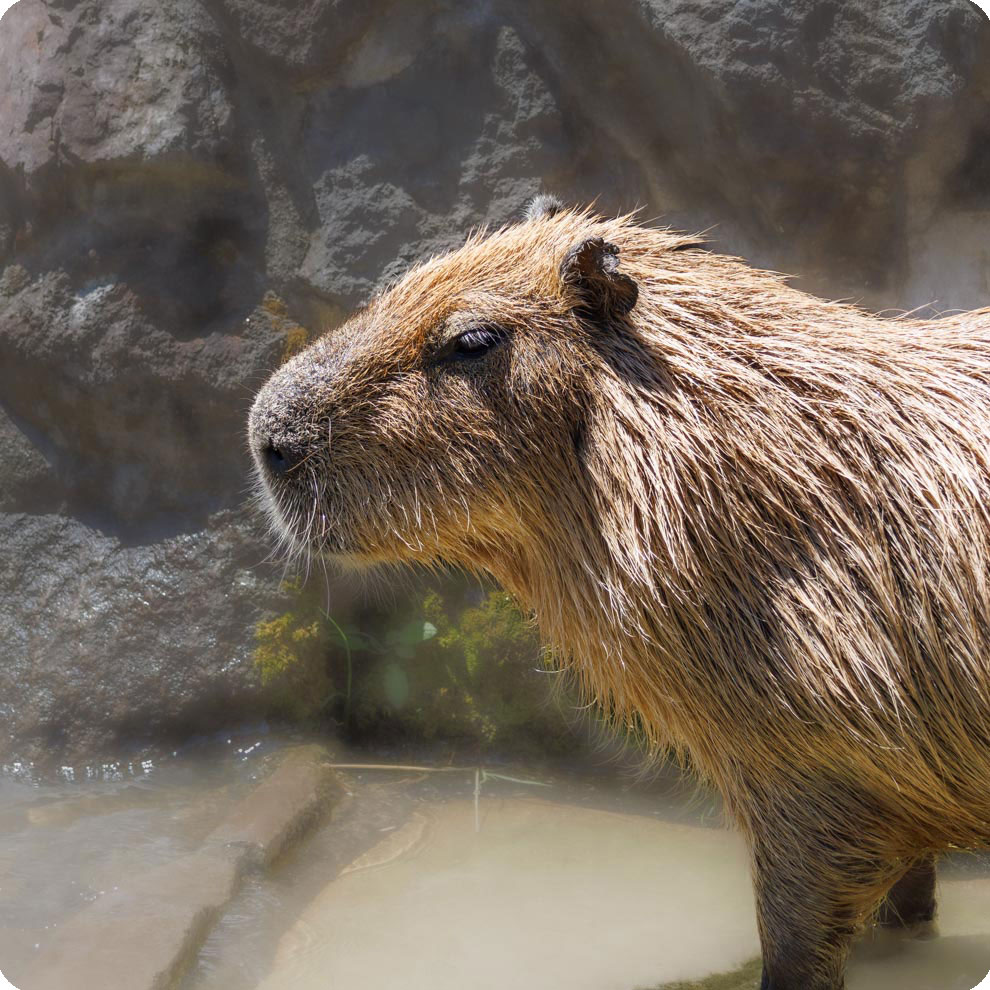 カピバラさん